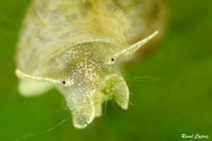Eating time (tiny freshwater snail) by Raoul Caprez 